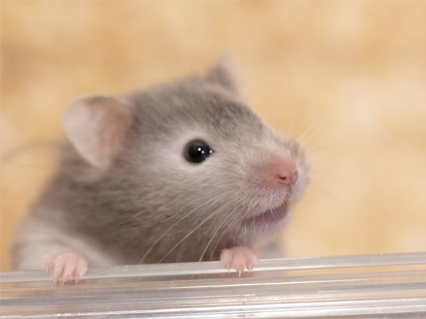 ハムスターイメージ