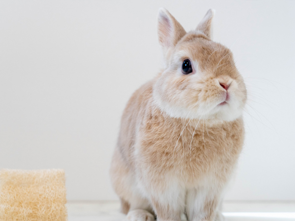 うさぎイメージ