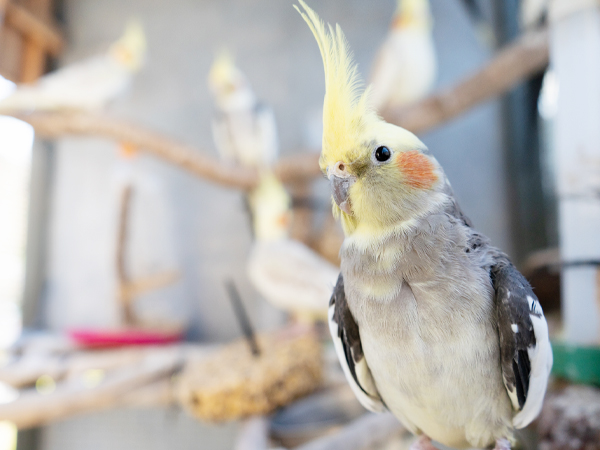 インコイメージ